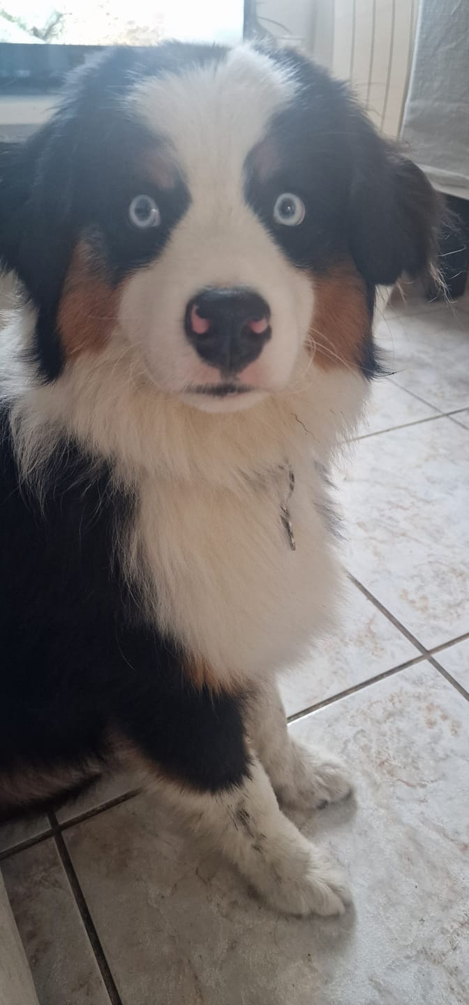 Customer photo review of Shampoing Sans Rinçage - Apaisant pour chien 🏔️