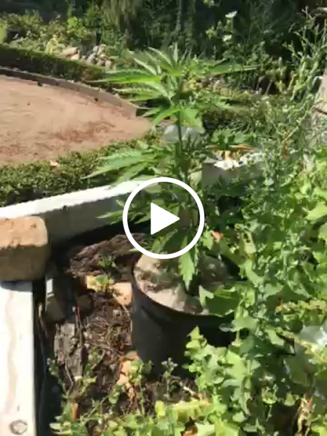 Customer video review of Bruce Banner Automatic Cali Strain Cannabis Samen - Autoflower - Cannabis Cup Sieger 2023 - F1 Samen