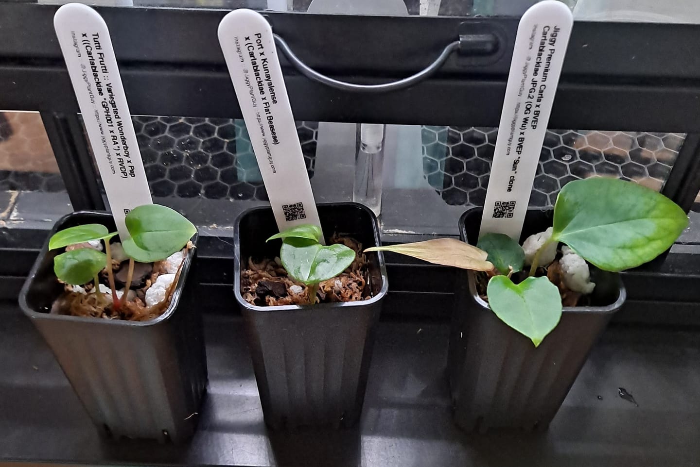 Customer photo review of Non Variegated "Tutti Frutti" :: (Variegated Wonderboy × Pap) × (Carla × RVDP)