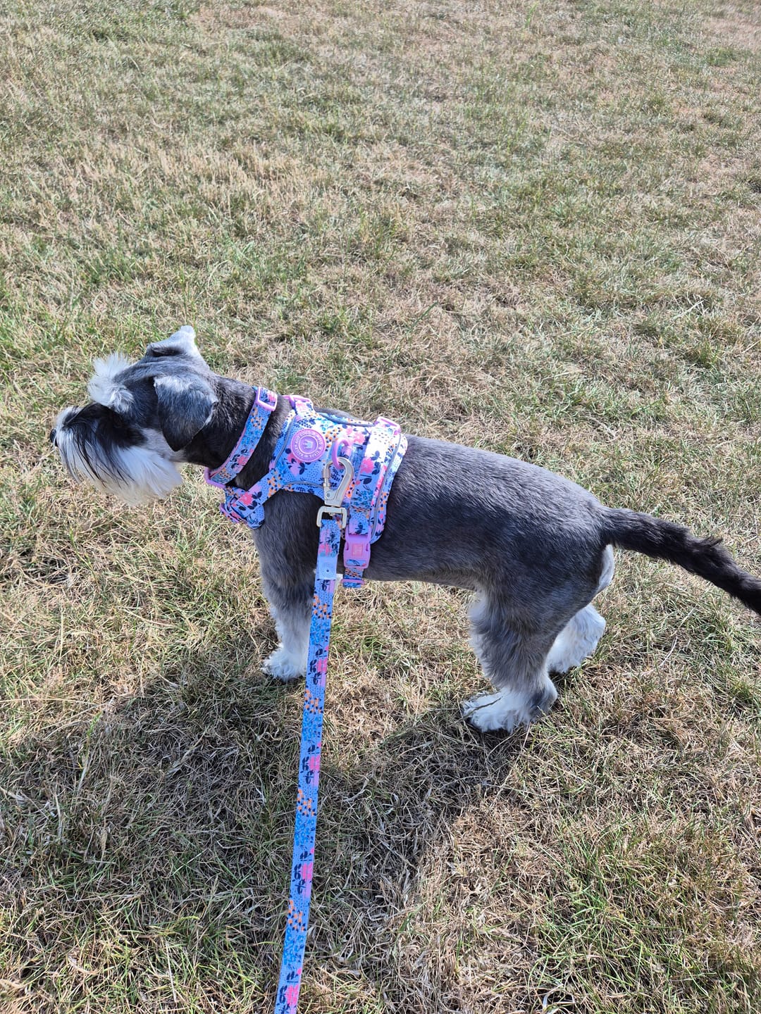 Customer photo review of Trail & Glow Adjustable Collar - Colour Drops - Spring Dreams