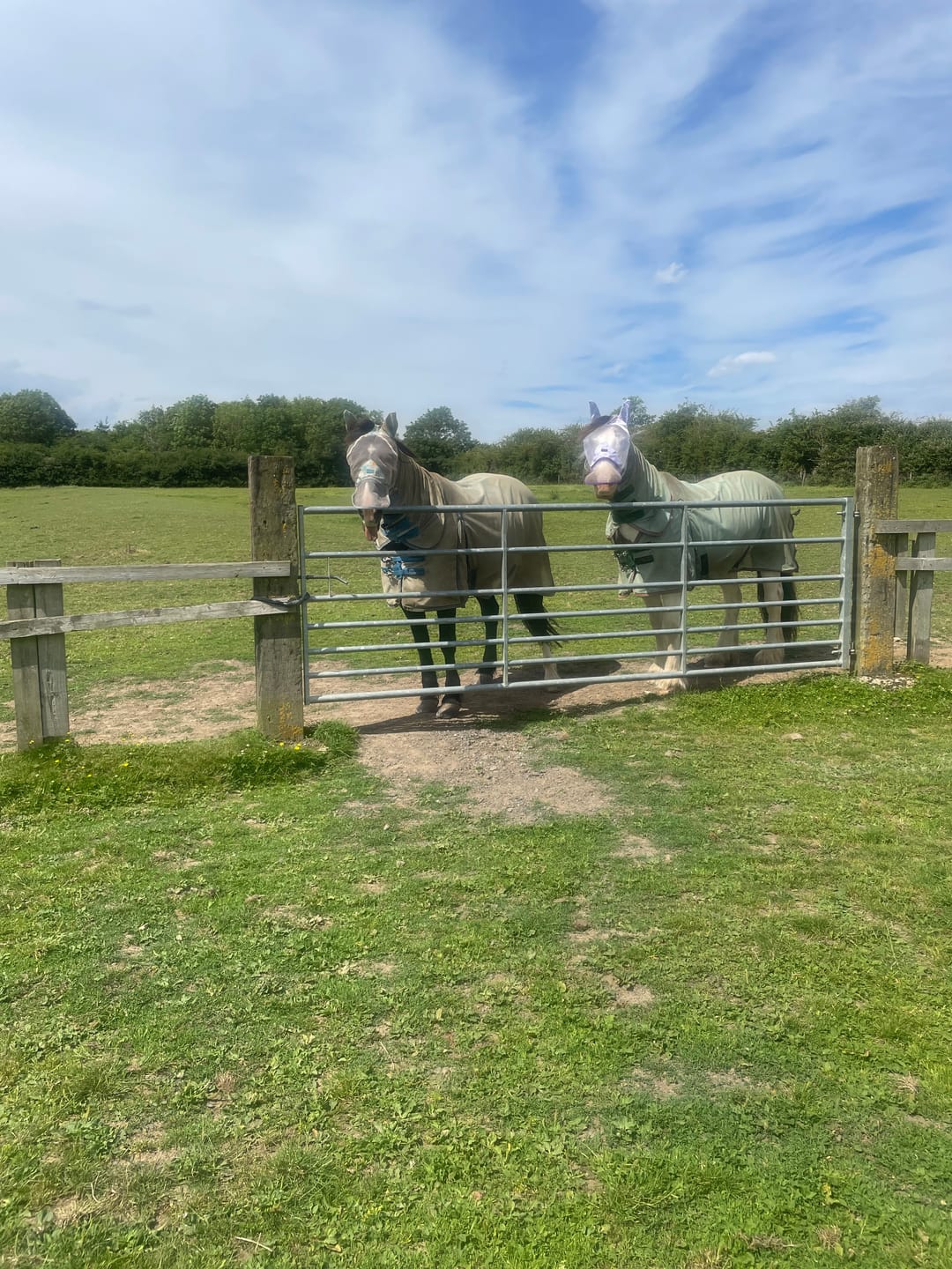 Customer photo review of NEW Ice Ice Lolly Fly Mask