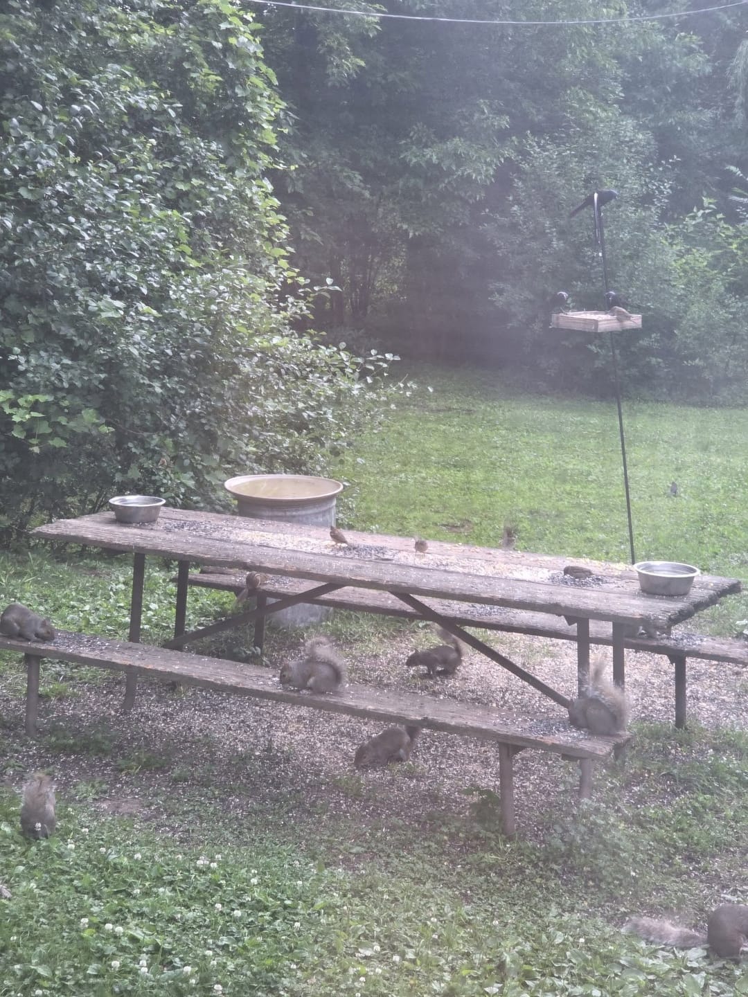 Customer photo review of Fruit & Nut Birdseed Mix