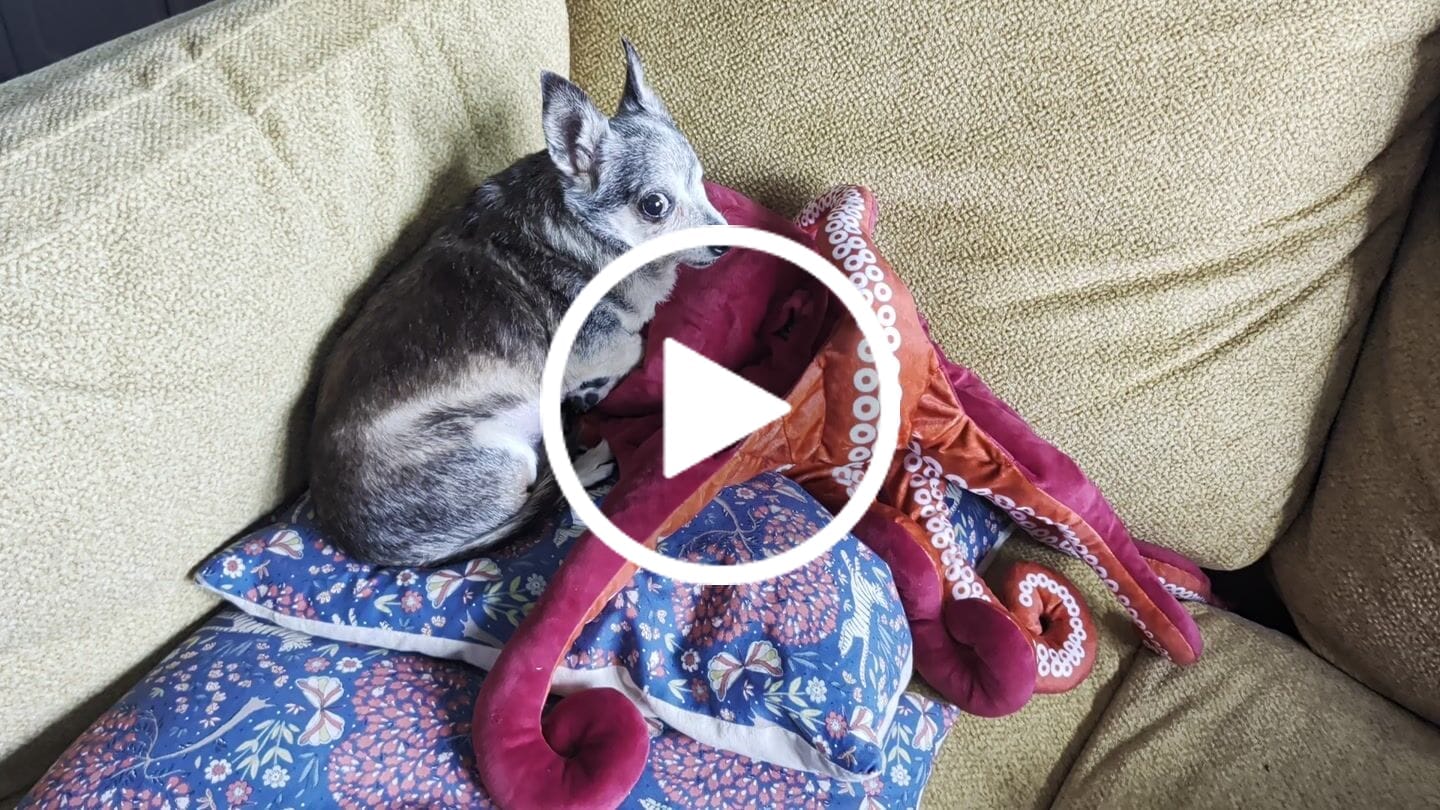 Customer video review of Red Octopus Soft Stuffed Plush Toy