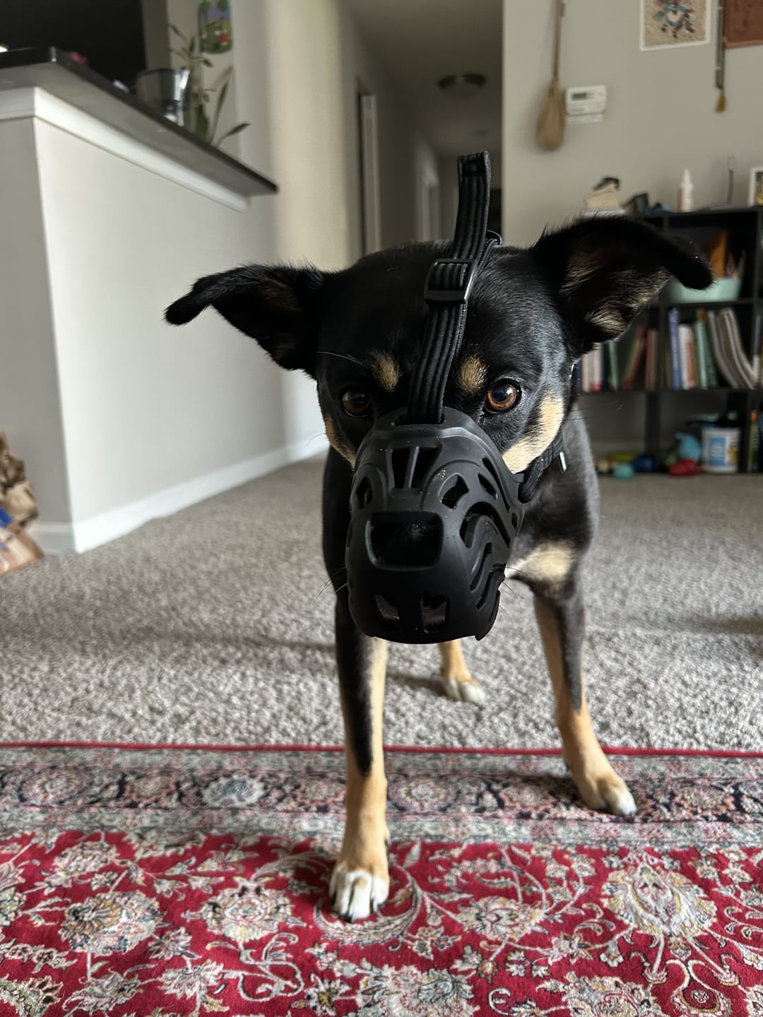 Customer photo review of Muzzle | Flexi & Legal Requirement - S-XL Breeds - Black