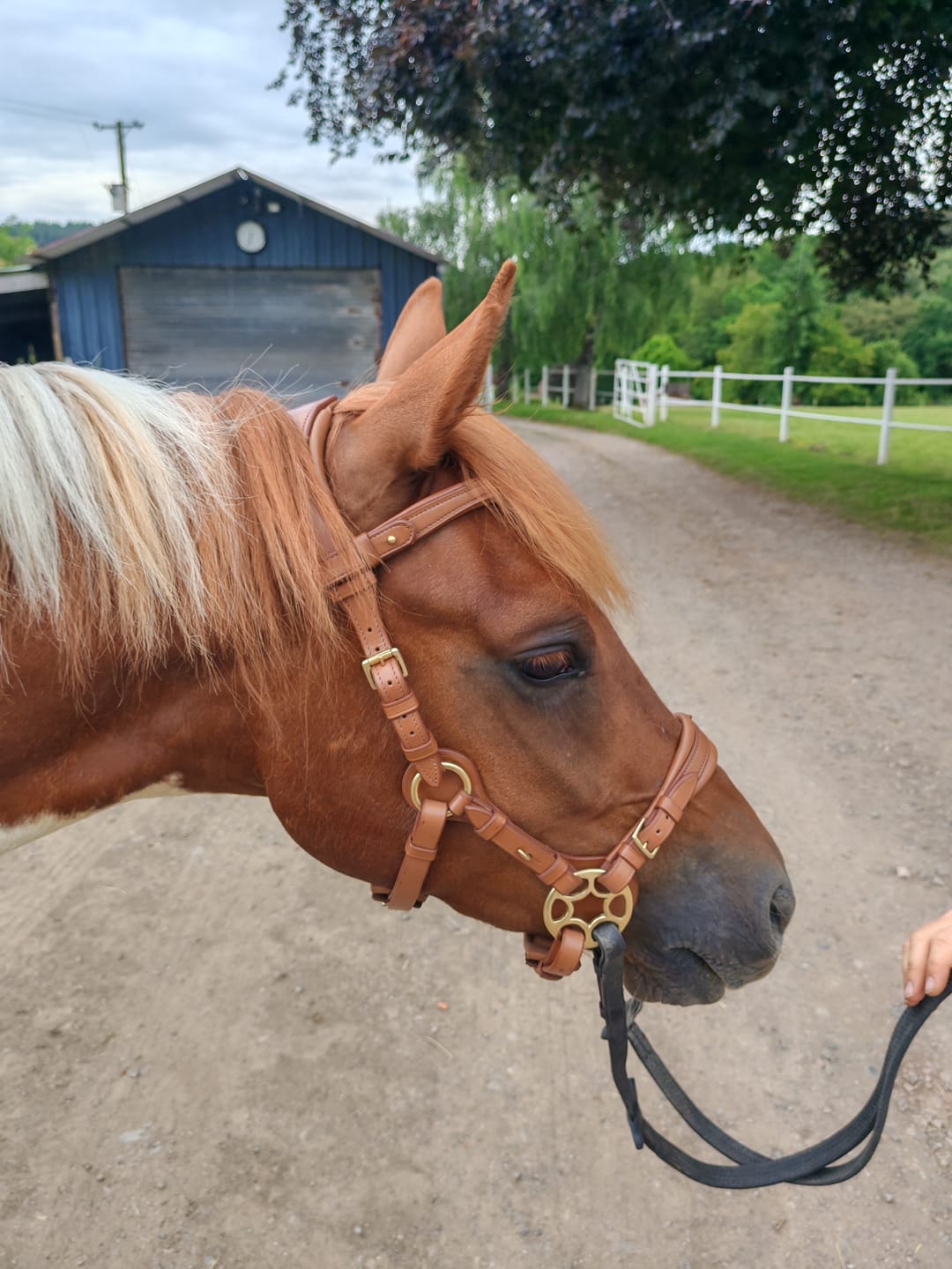 Customer photo review of OUTGOING Bella Starwheel hackamore cognac
