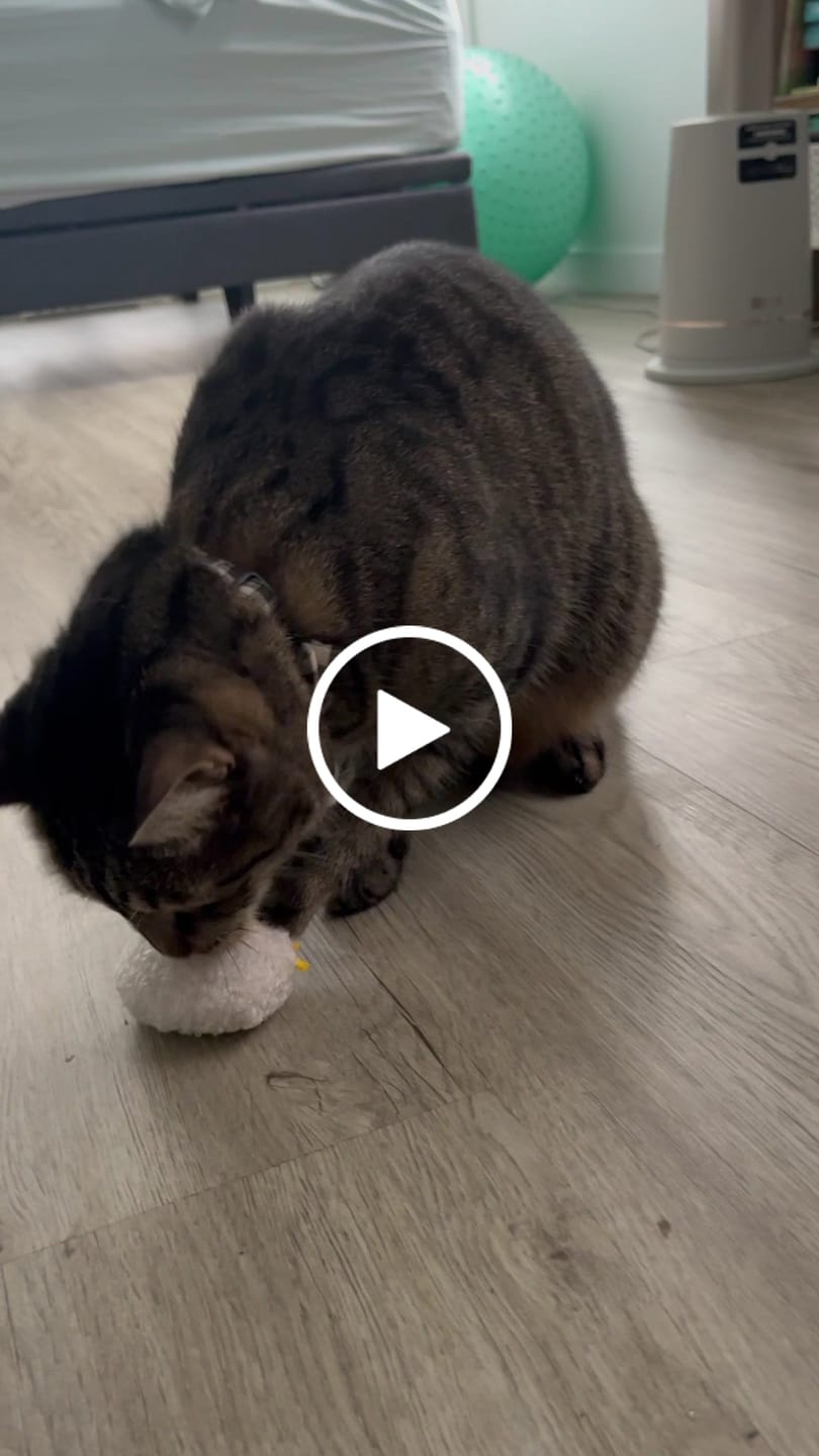 Customer video review of Purroom Little Chicken Series - Plush Silvervine Cat Toy