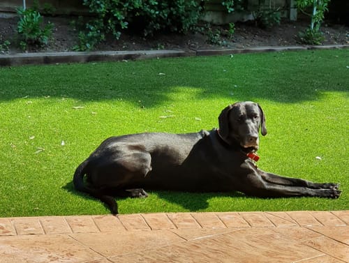 A customer's large, dark-colored dog resting on a sunny patch of grass.