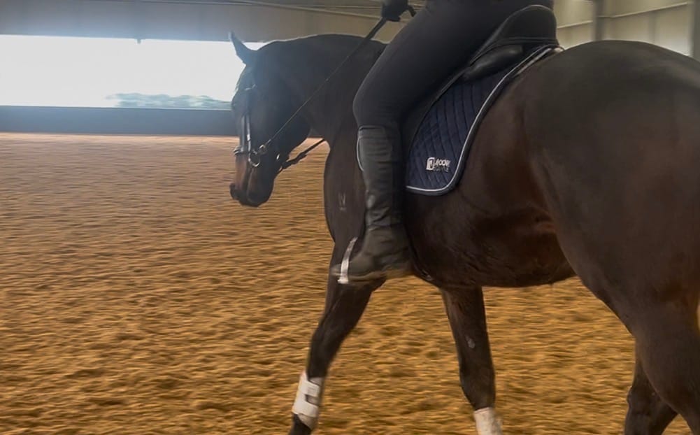 Customer photo review of LE Performance Dressage Saddle Pad Velvet
