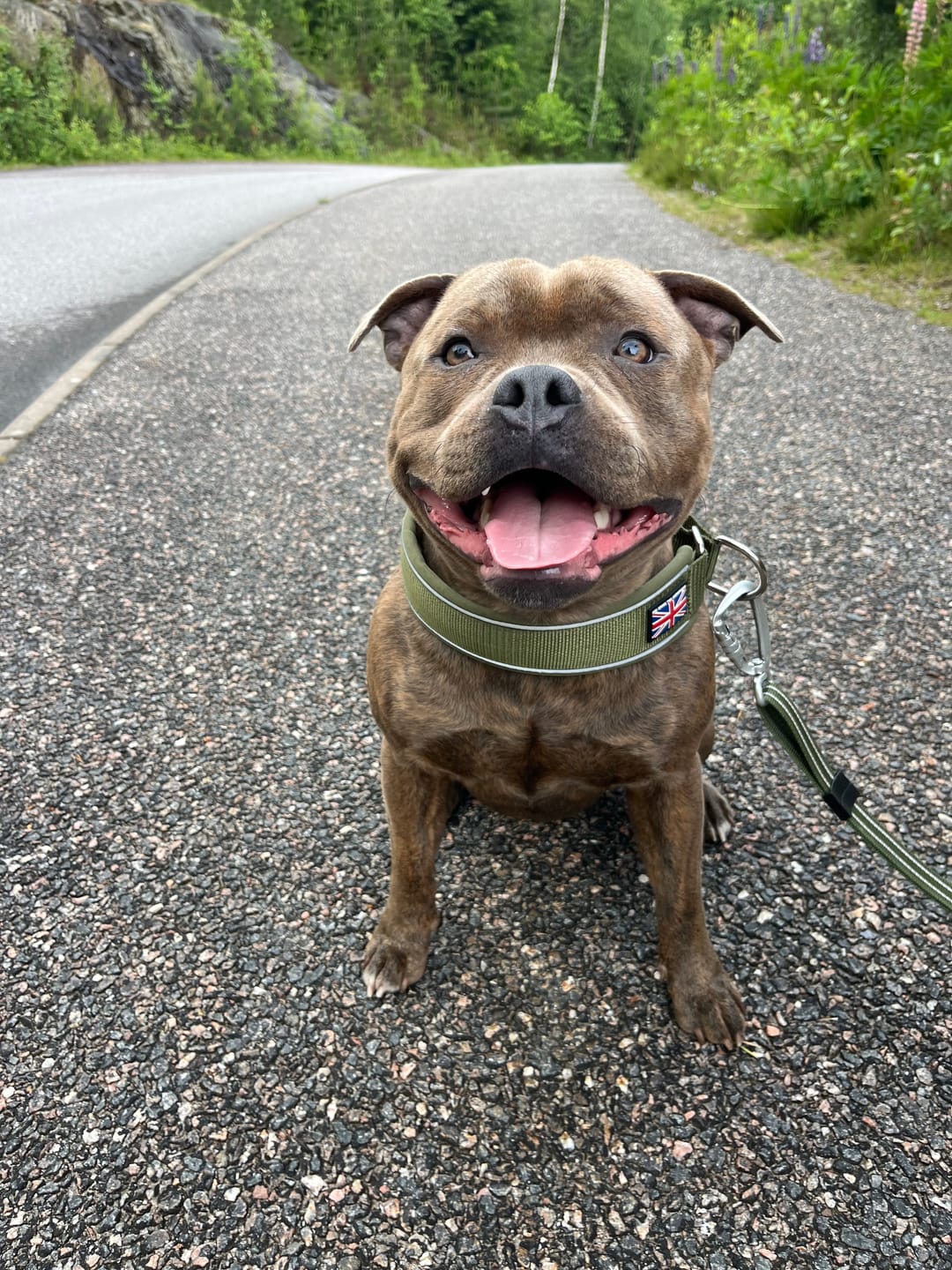 Customer photo review of Staffordshire Bull Terrier 1935® Martingale Collar - Green