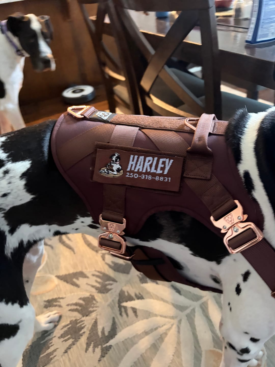 Customer photo review of HNTR 3.0 Dog Harness - Chocolate