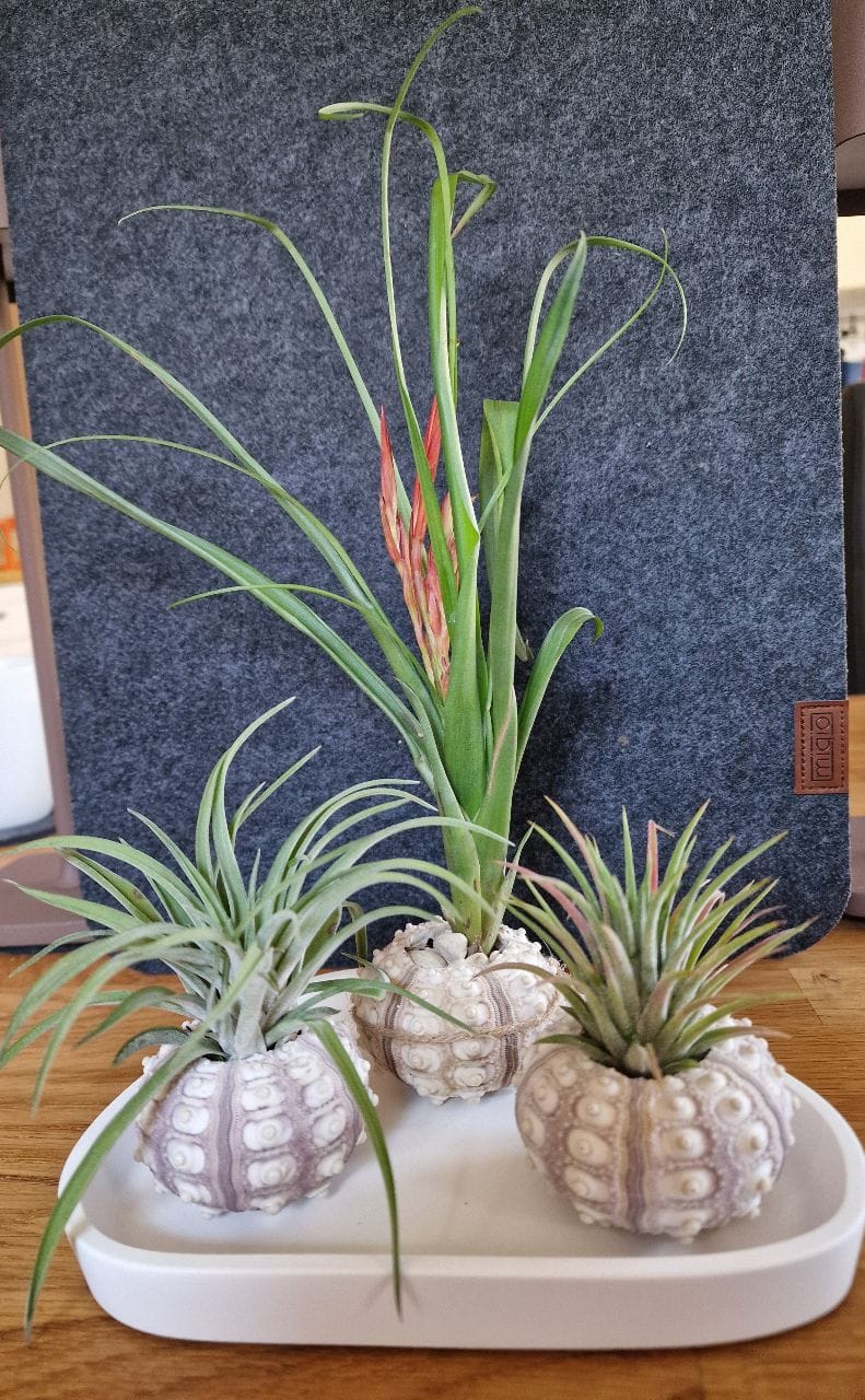 Customer photo review of Tillandsia flabellata 'L'