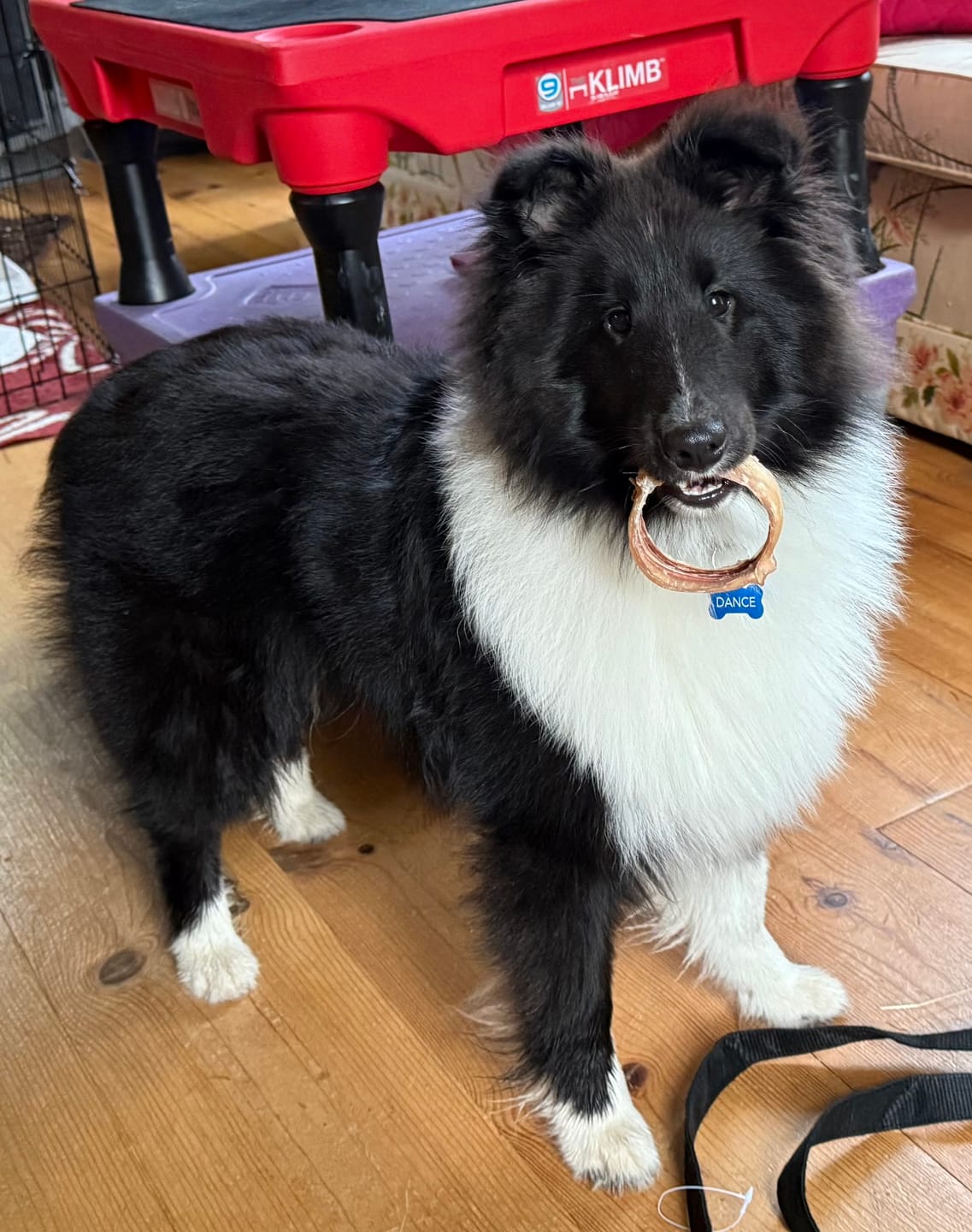 Customer photo review of Small Bully Stick Ring
