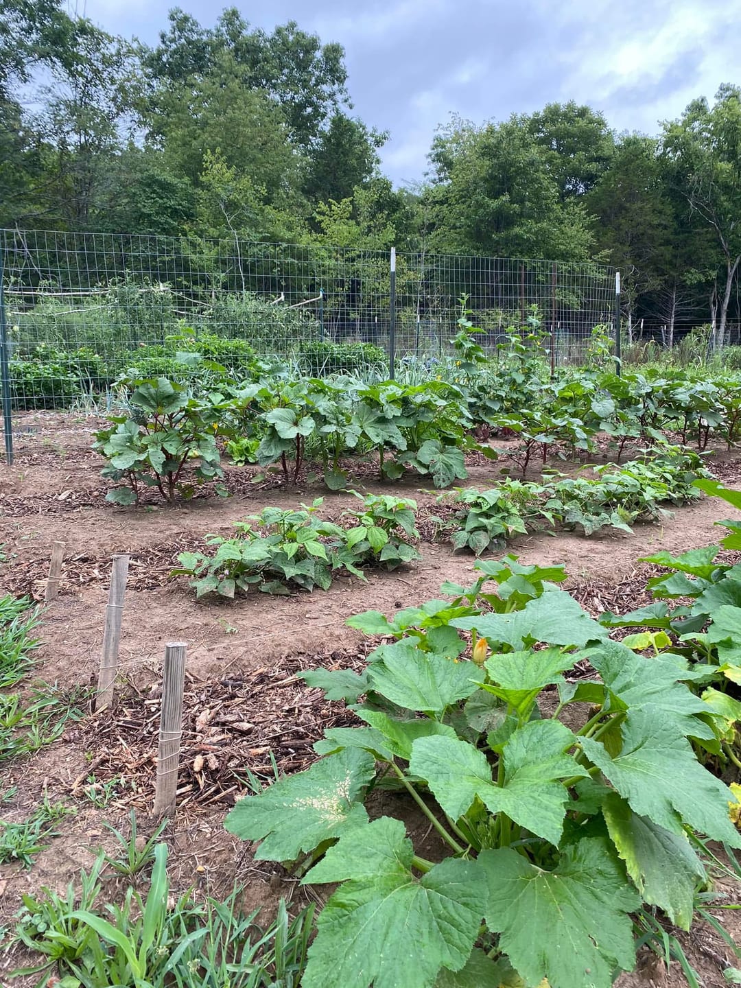 Customer photo review of TCM Microbial Inoculant & Soil Amendment