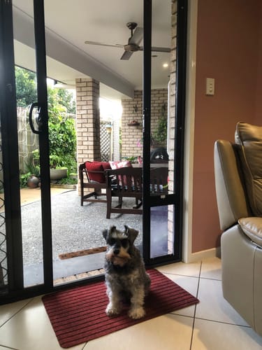 Customer photo review of Patio Pet Door Insert