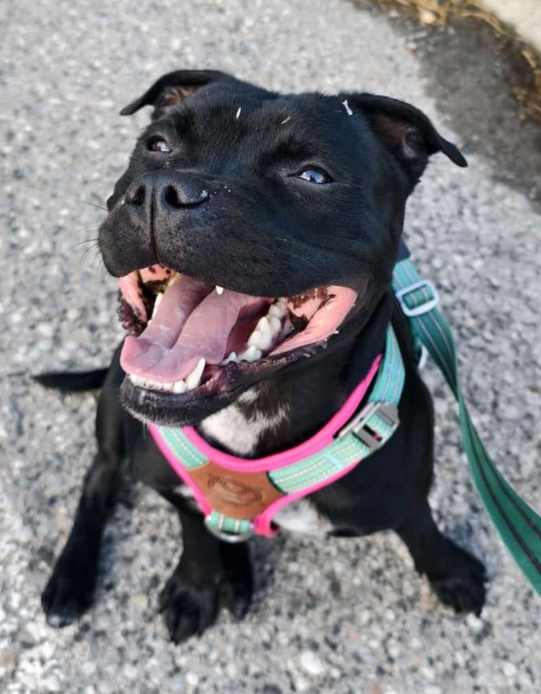 Customer photo review of Staffordshire Bull Terrier 1935® Harness & Leash Set - Maya & Bonnie Edition -  Mint Flamingo