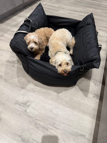 Customer's two small dogs resting together in the black, padded Dog Dock V2 on a kitchen floor.