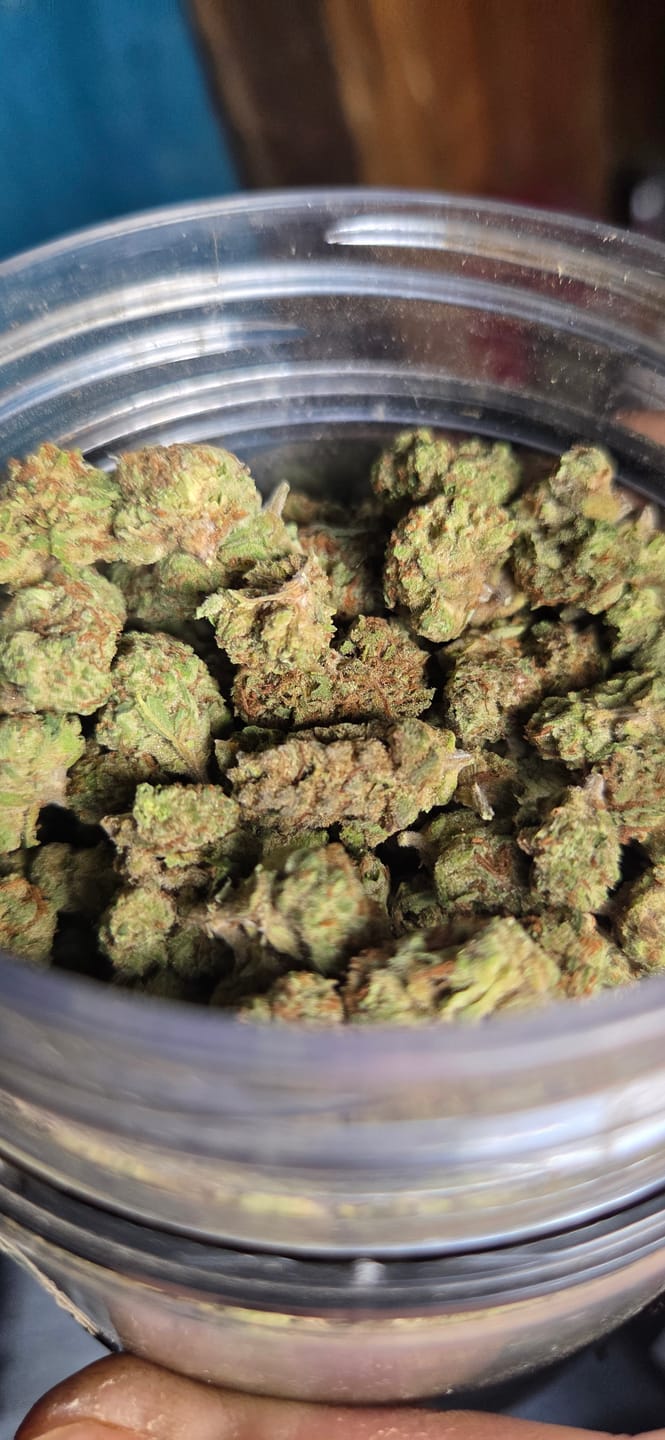 Customer photo review of Blueberry Muffins Littles - Bulk Littles - Indica