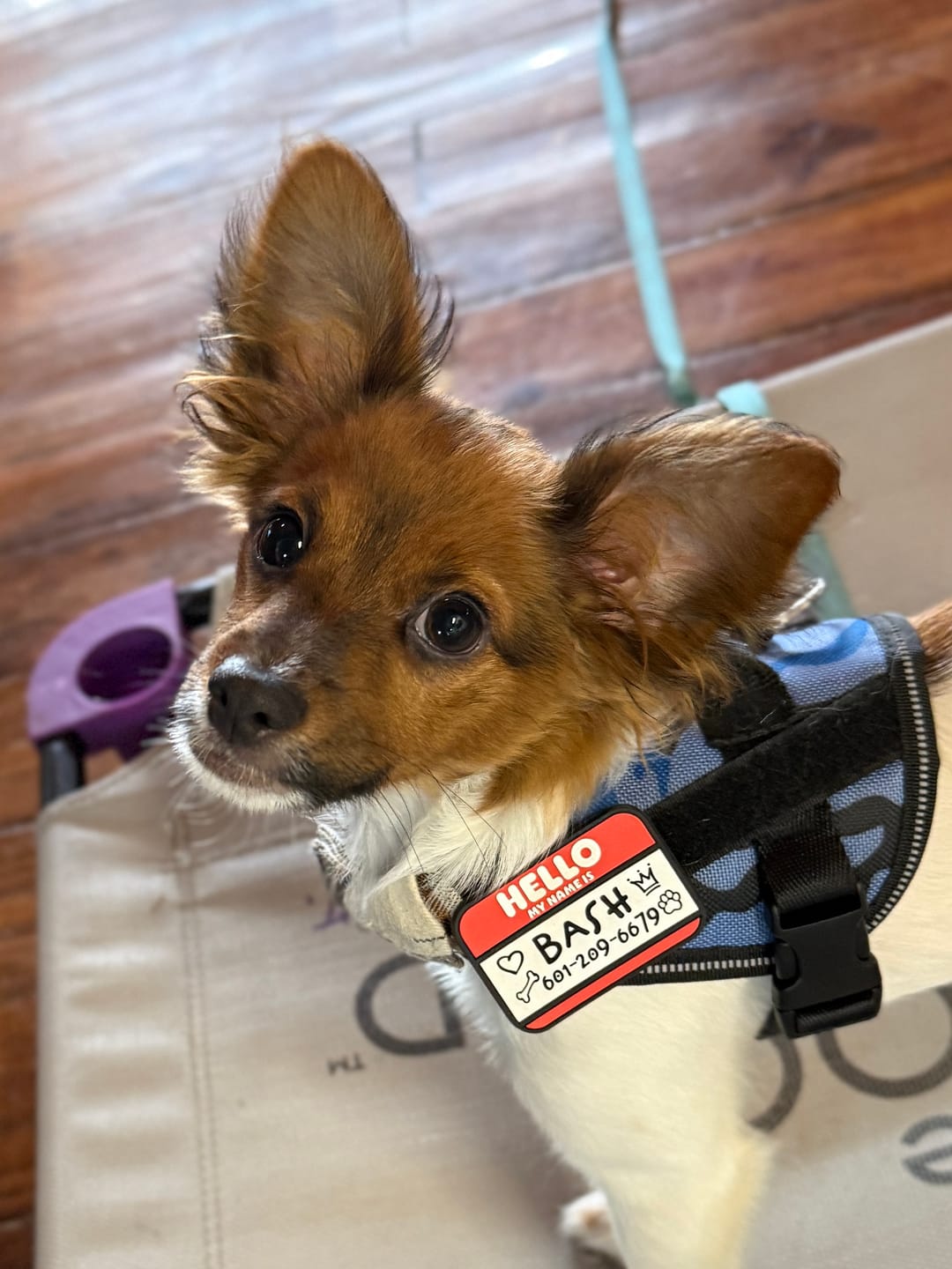 Customer photo review of HELLO Jiby Pet ID Tag