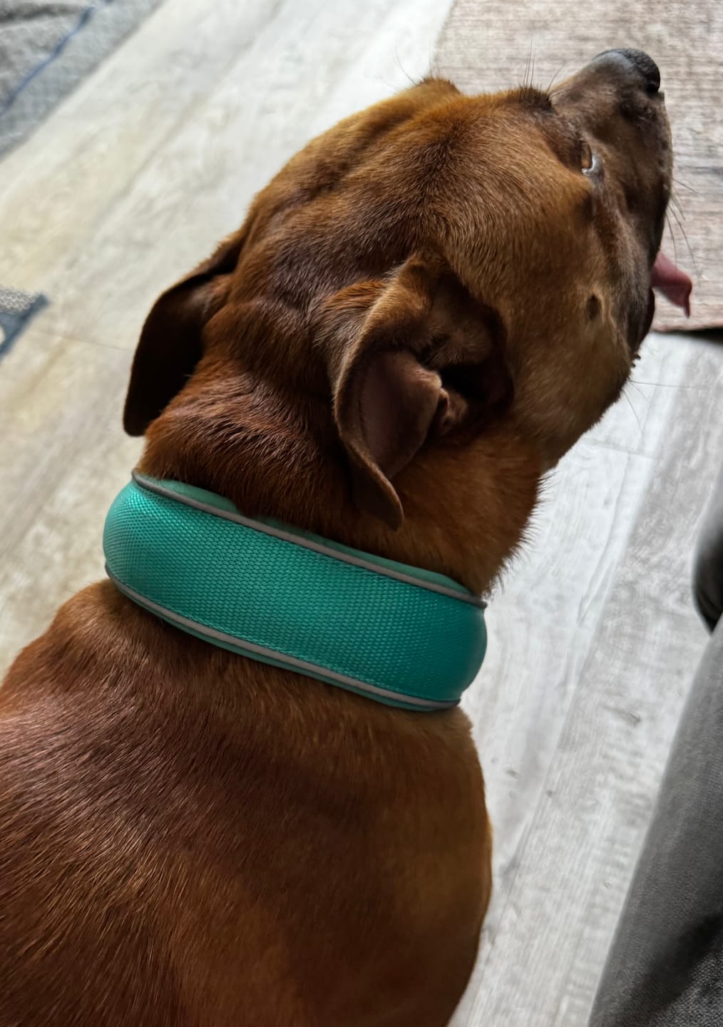 Customer photo review of 5cm Slip on Collar | Foam Padded - Turquoise