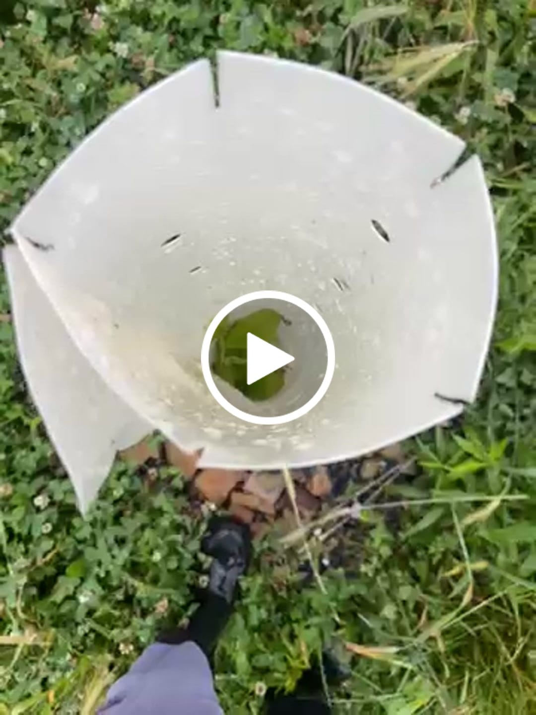 Customer video review of Late Drop Hybrid Chestnut