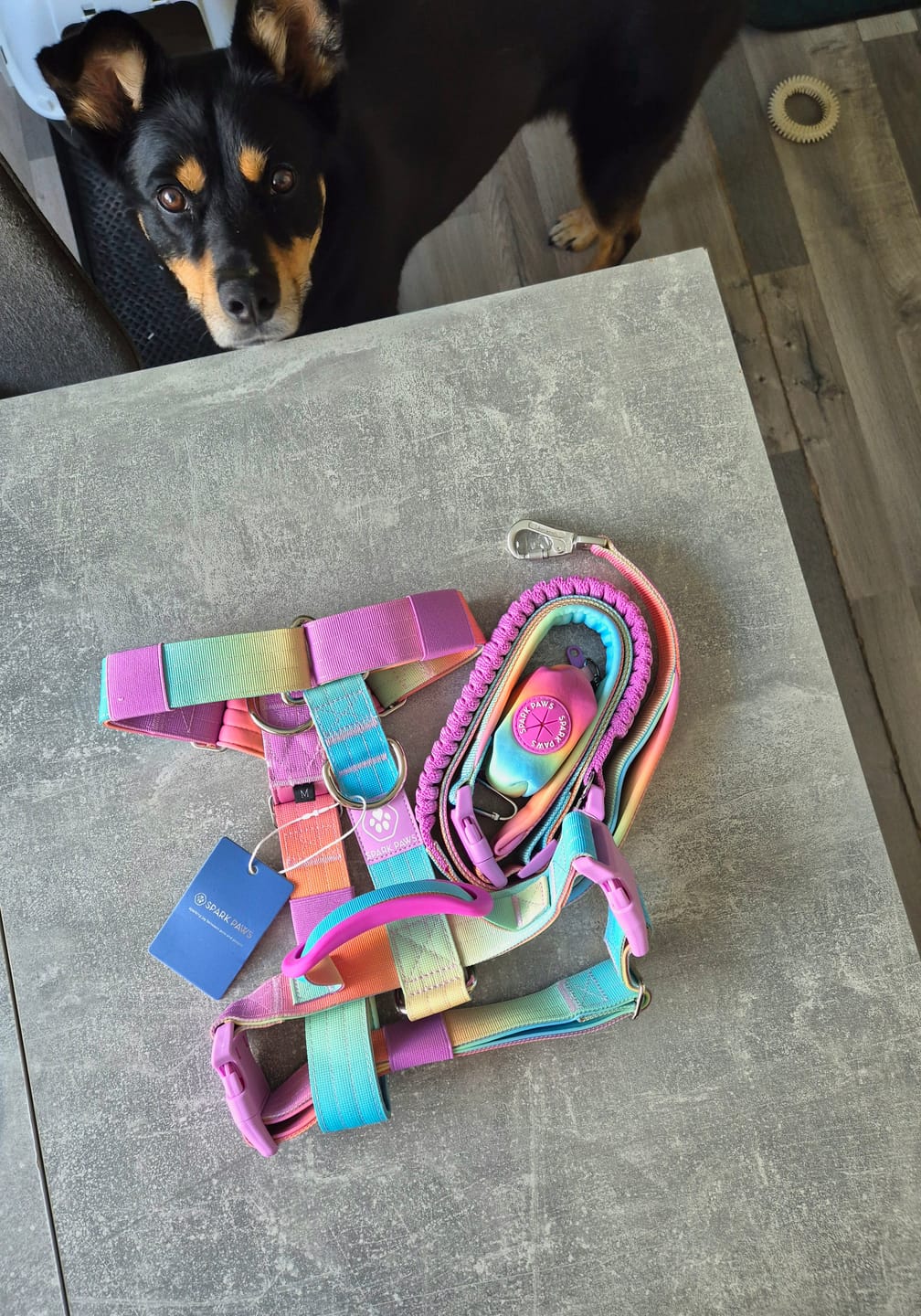 Customer photo review of Comfort Control No-Pull Dog Harness and Multipurpose Leash Set - Pastel Icing