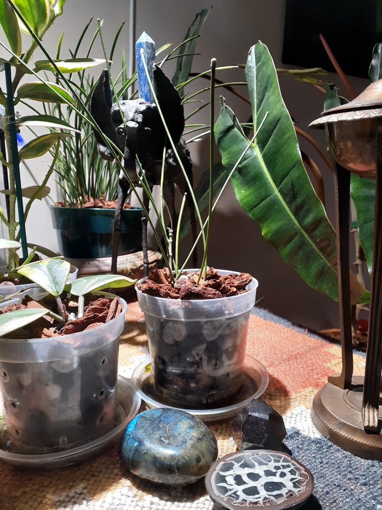 Customer photo review of Hoya spartioides