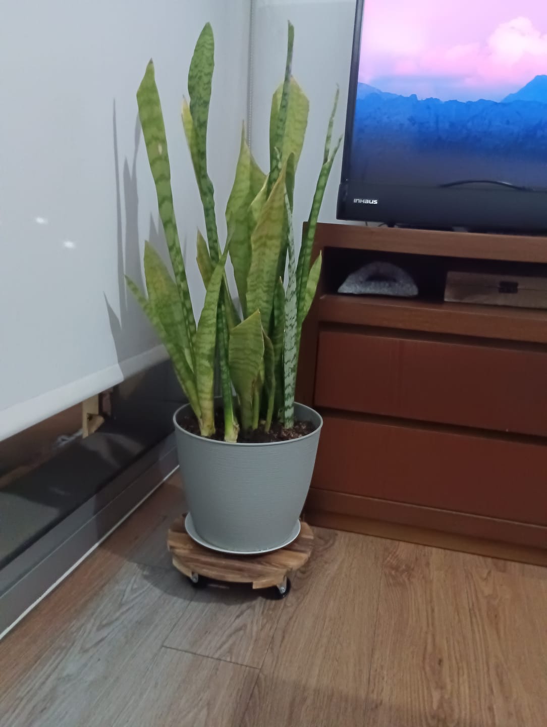 Customer photo review of Soporte para Macetas Plantas con Ruedas Madera Resistente