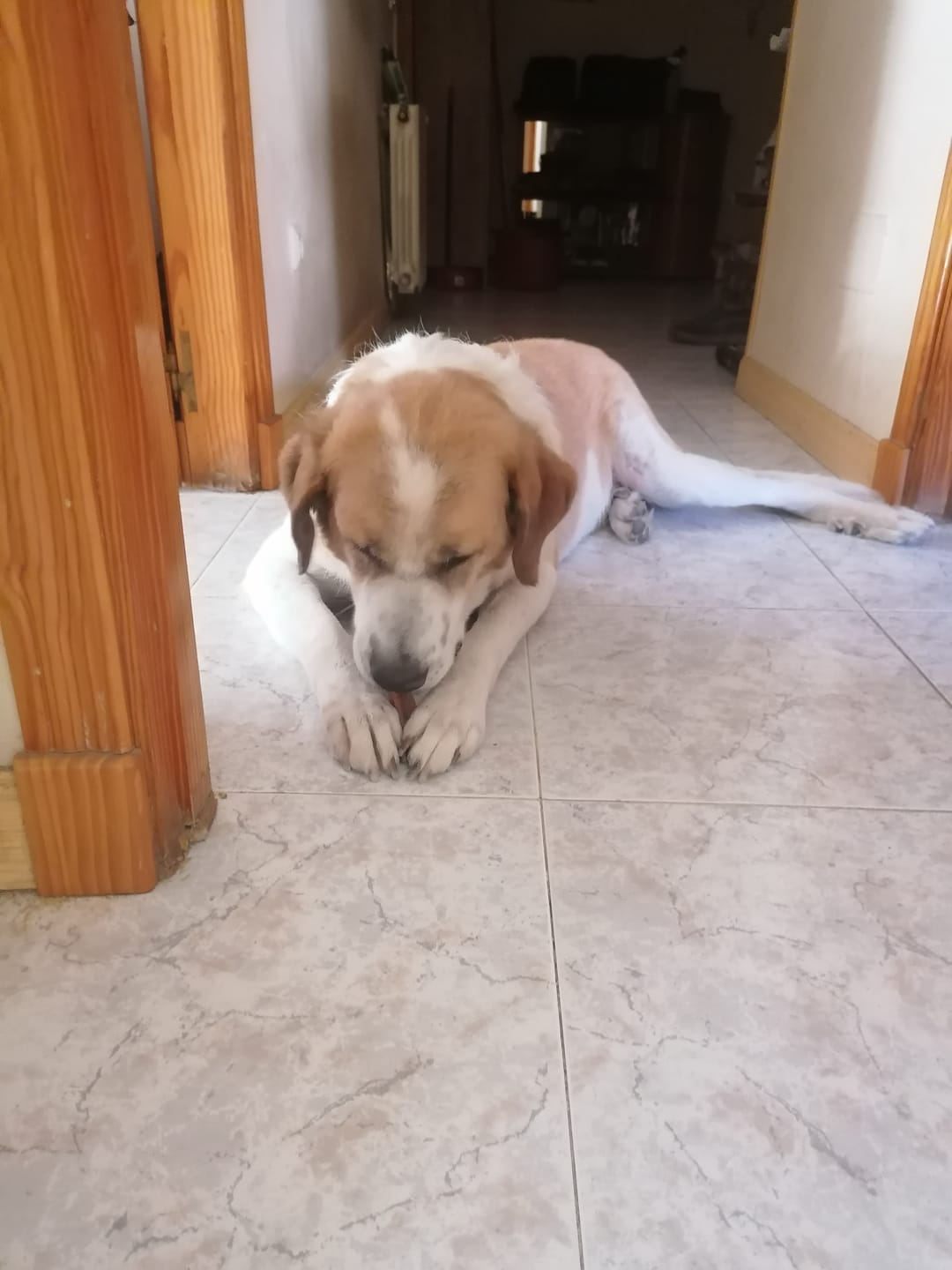 Customer photo review of Barritas dentales con Proteína de Insecto para perro - Snack 100% natural