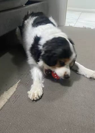 Customer photo review of Boingo Ball
