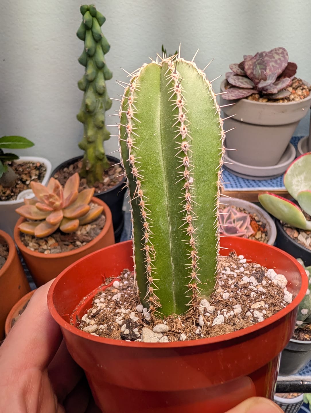 Customer photo review of Mexican Fence Post Cactus