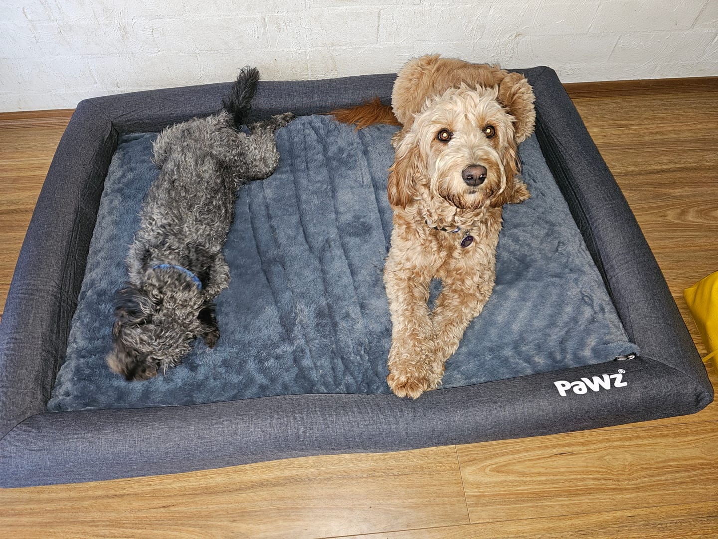 Customer photo review of Premium Memory Foam Calming Dog Bed