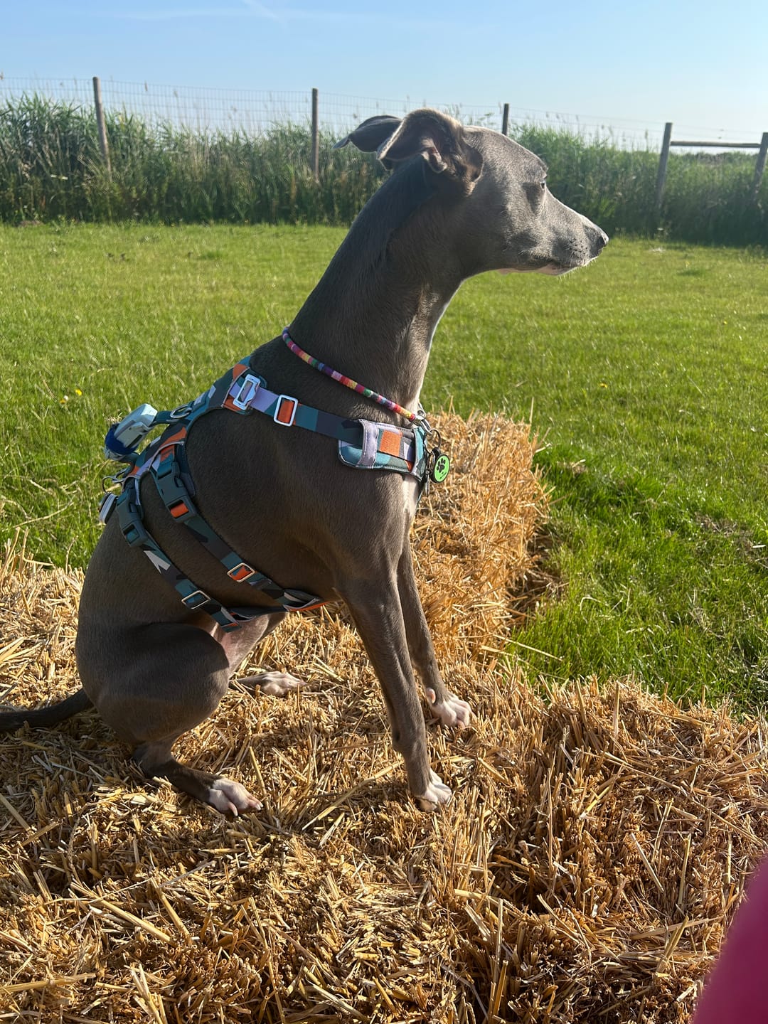 Customer photo review of Scramble Harness