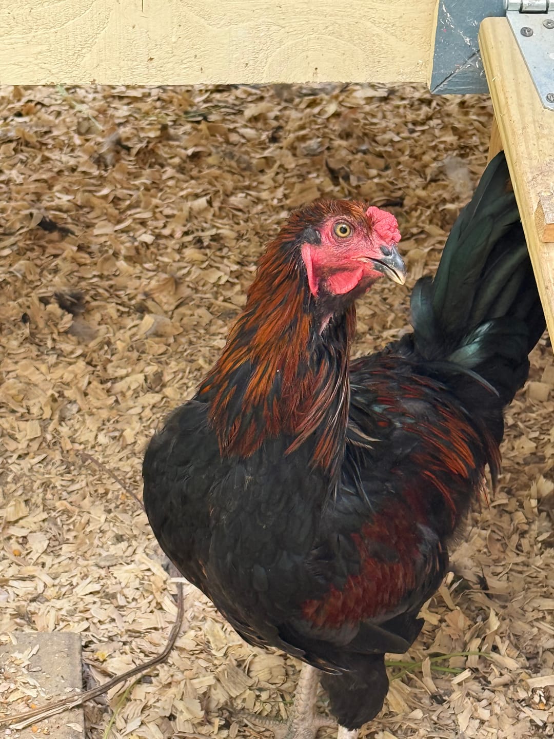 Customer photo review of Peck Purity Daily Digestive Defense for Flock Strength