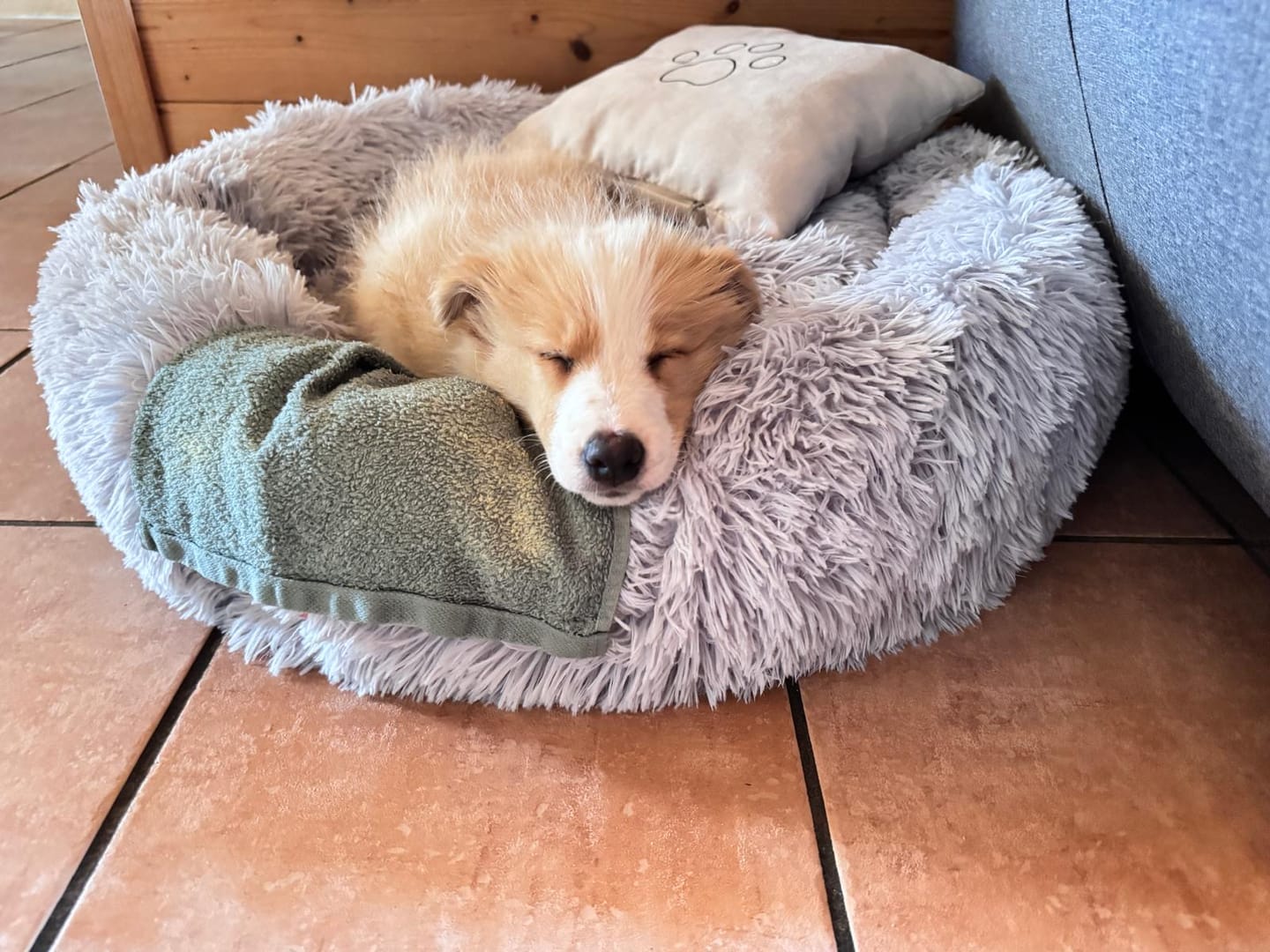 Customer photo review of Puppery Hundebett Wolke 7 - Das Original