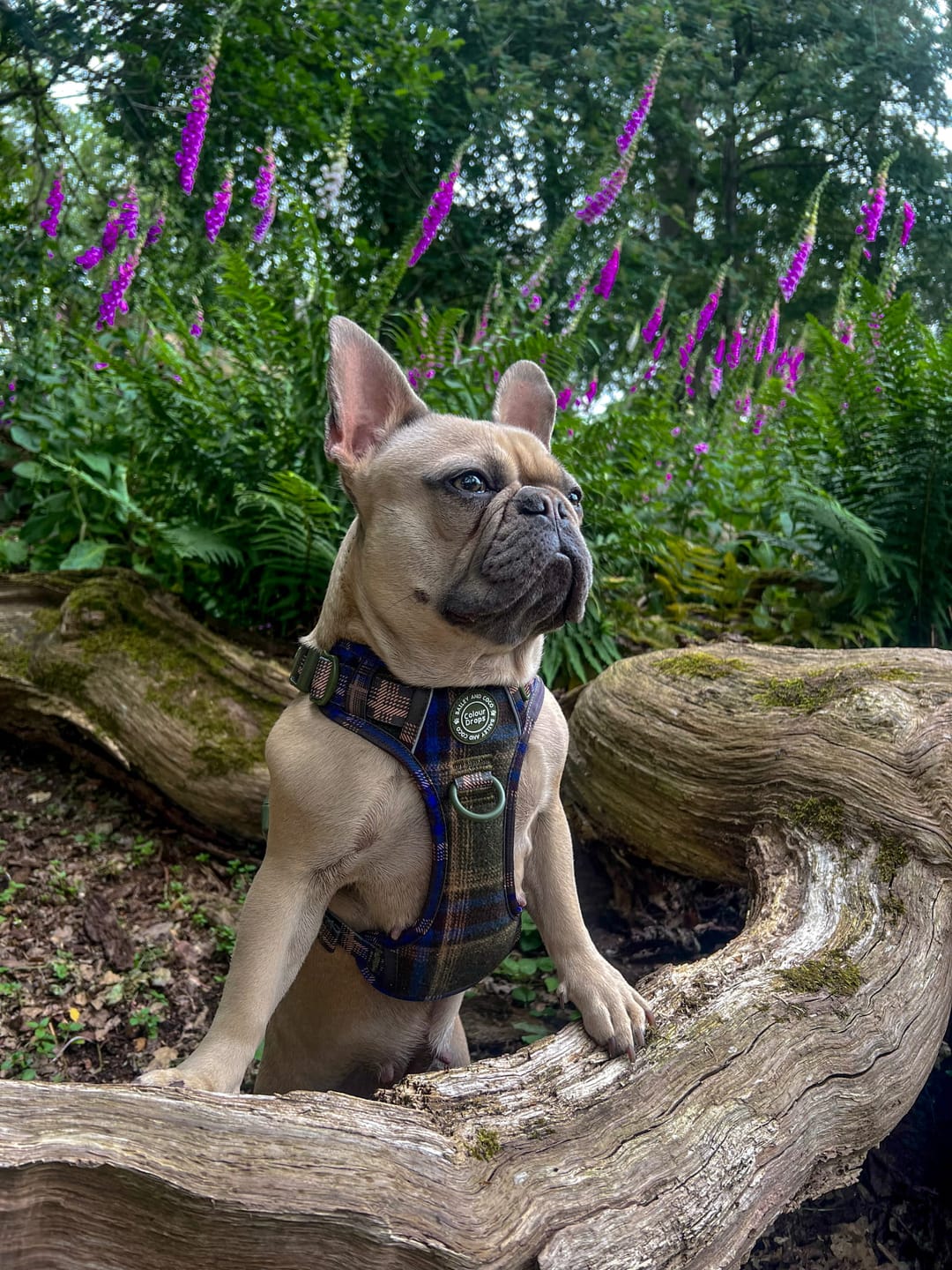 Customer photo review of Trail & Glow Tweed Dog Harness - Colour Drops - Mayfair Tweed