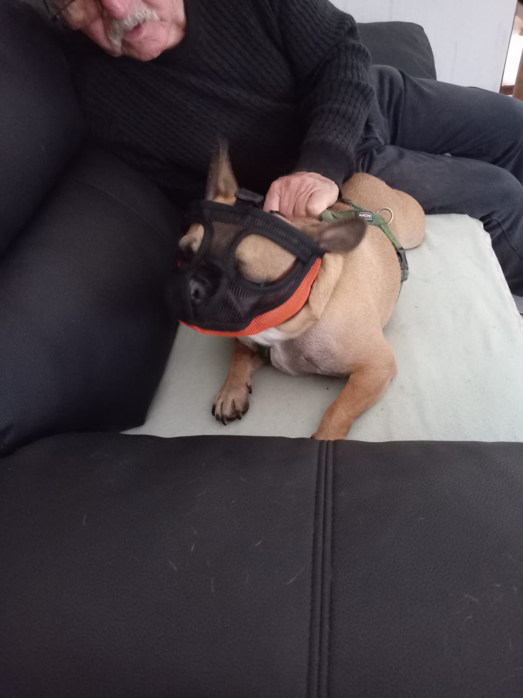Customer photo review of Muselière pour bouledogue français – Pratique et confortable