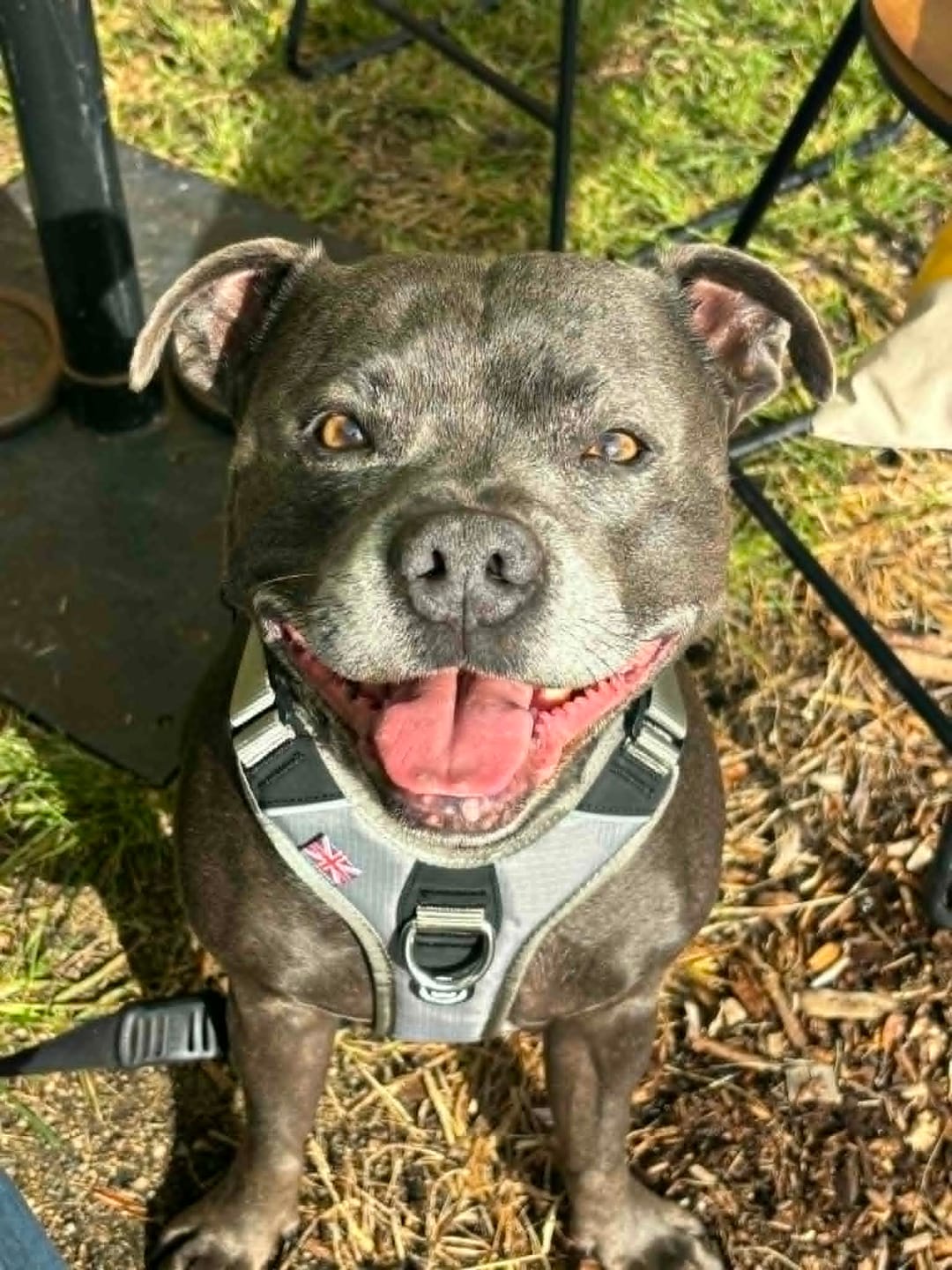 Customer photo review of Anti Pull Hurricane Harness Lighter | With Handle - Grey