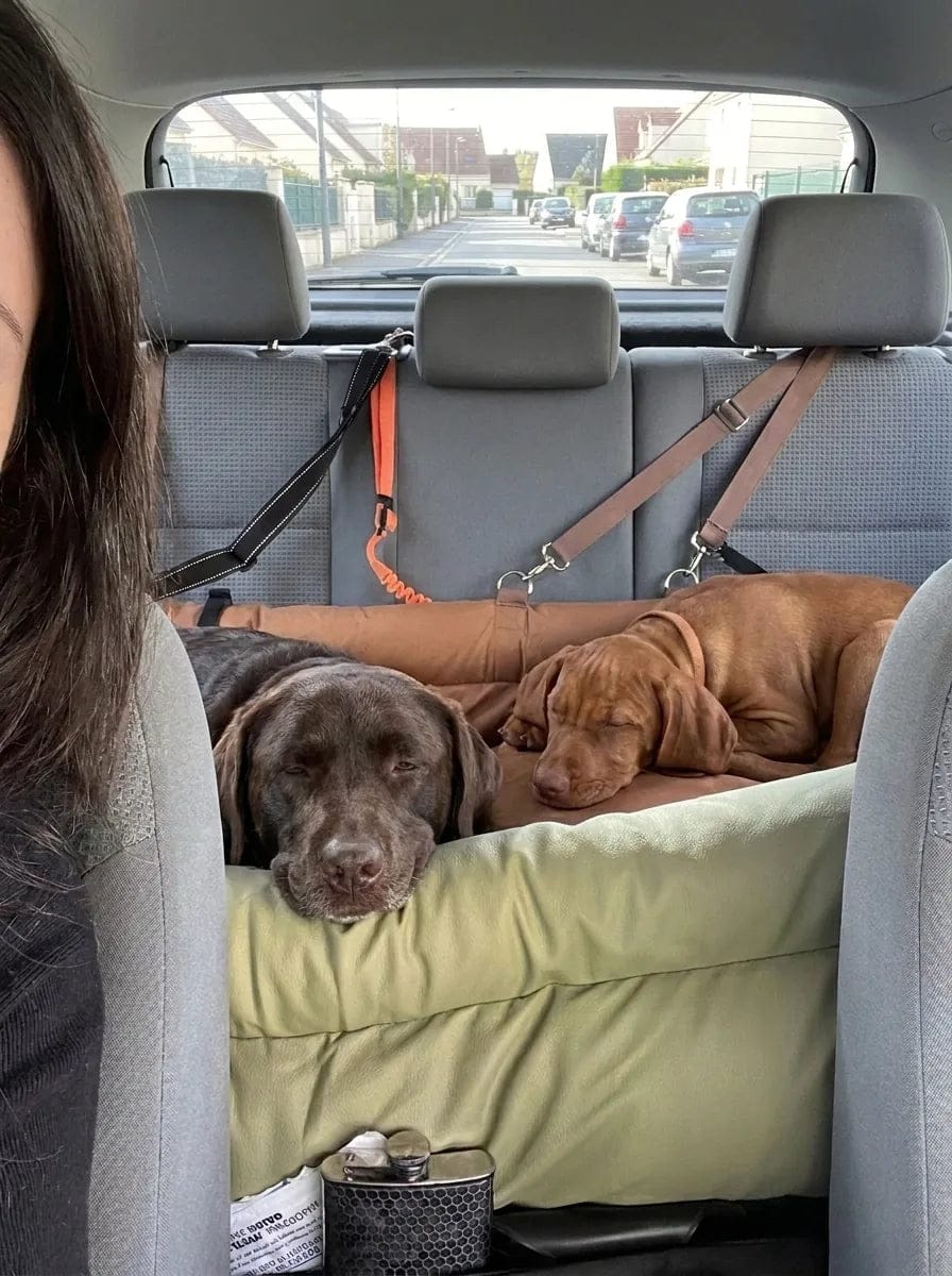Customer photo review of Siège auto pour grand chien