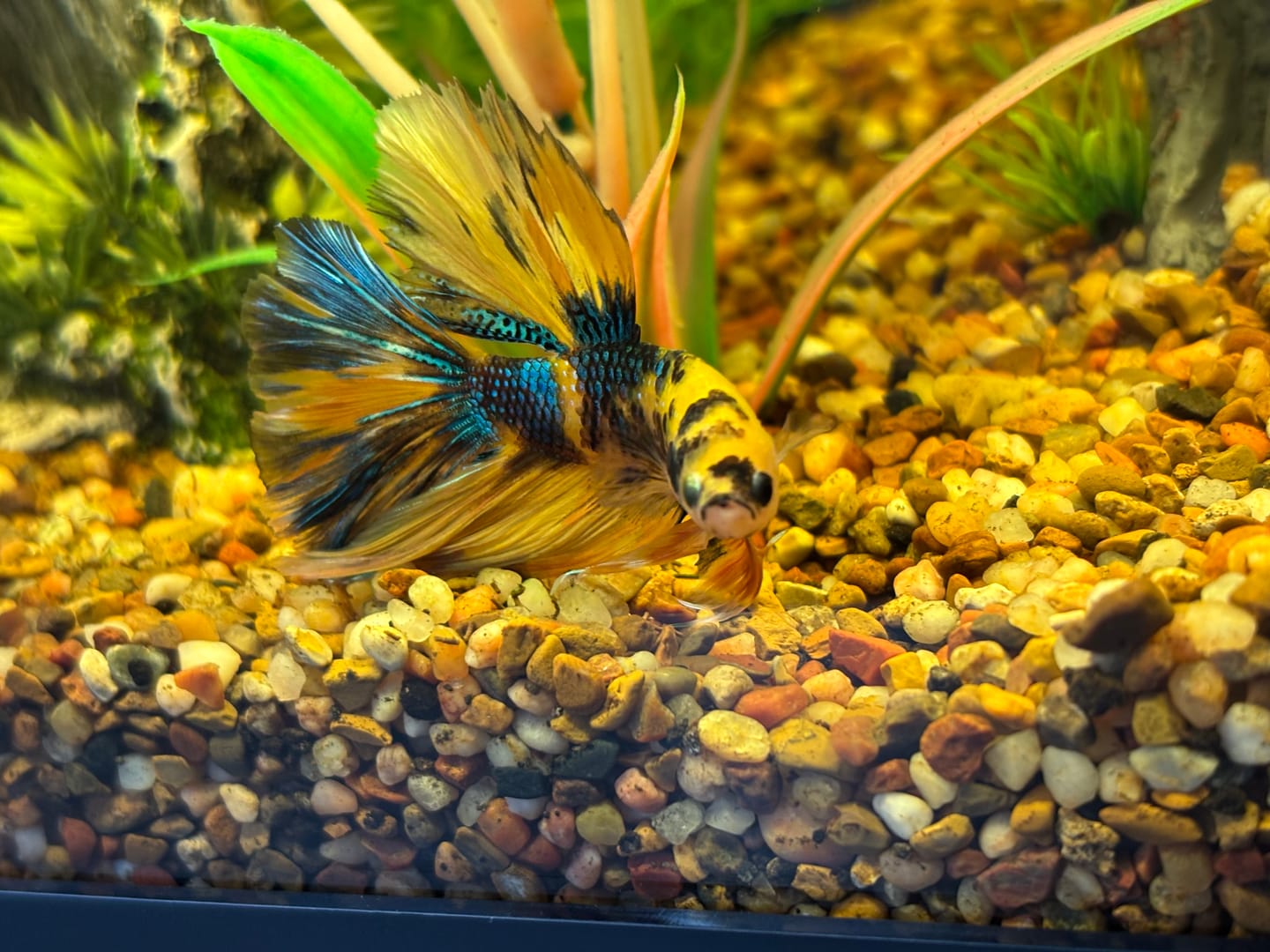 Customer photo review of Multicolor Halfmoon Male Betta Fish | High Grade | Order Directly From Farm |  You Pick Fish |