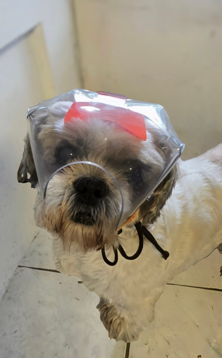 Customer photo review of OptiVizor - Short Snout Version - Clear UV Tint