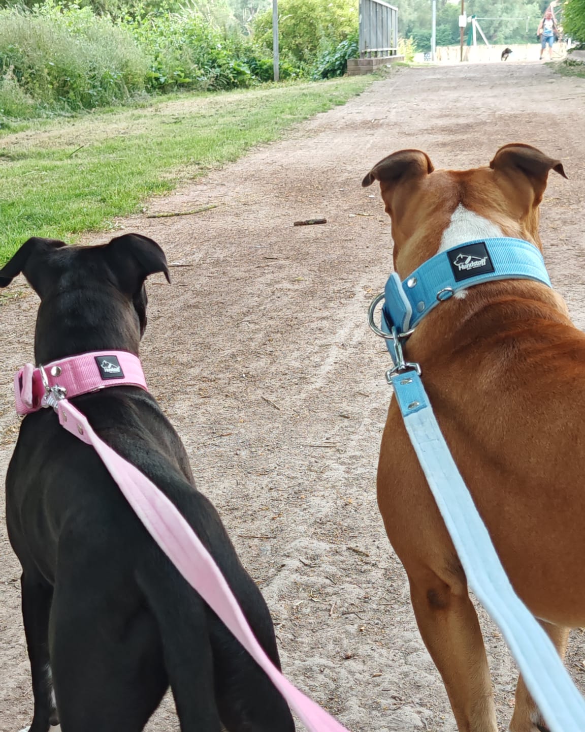 Customer photo review of Active Set Baby Blue - Active halsband & koppel