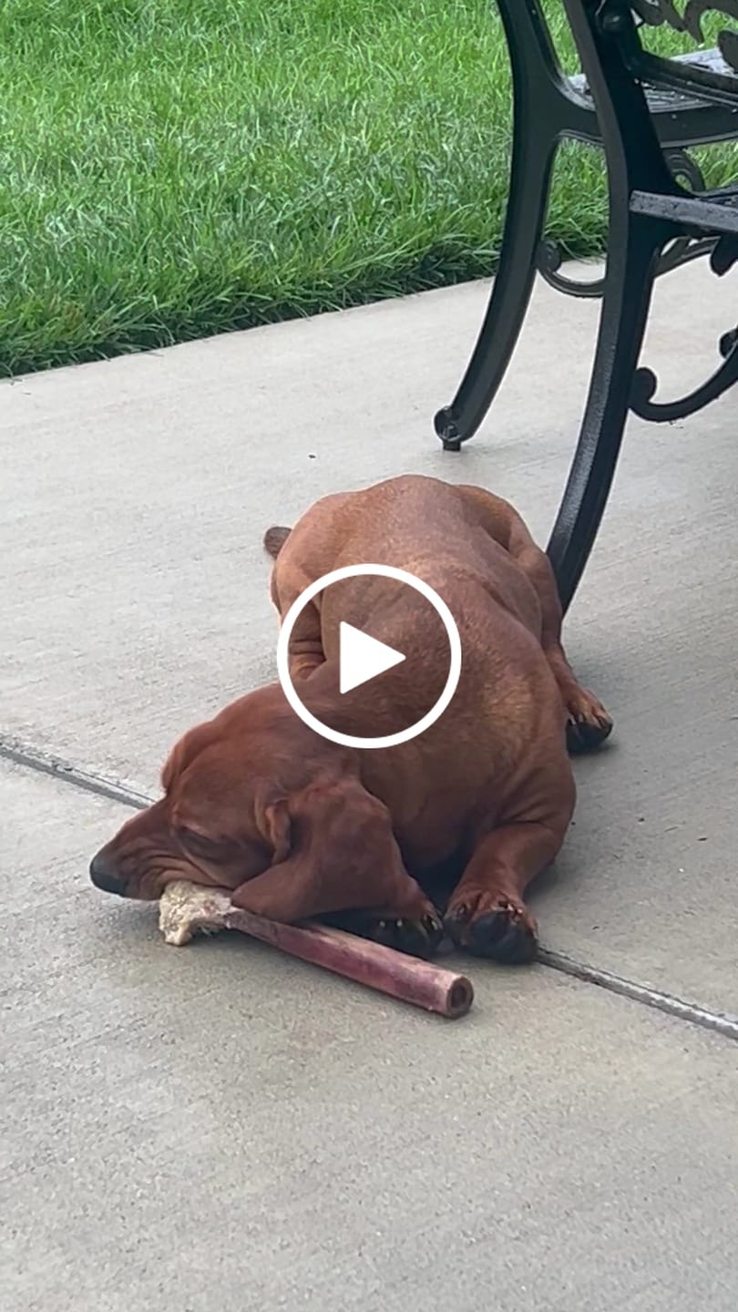 Customer video review of Medium Ostrich Cane (10" x 3"): The Long-Lasting, Flavor-Packed Chew for Medium & Large Dogs