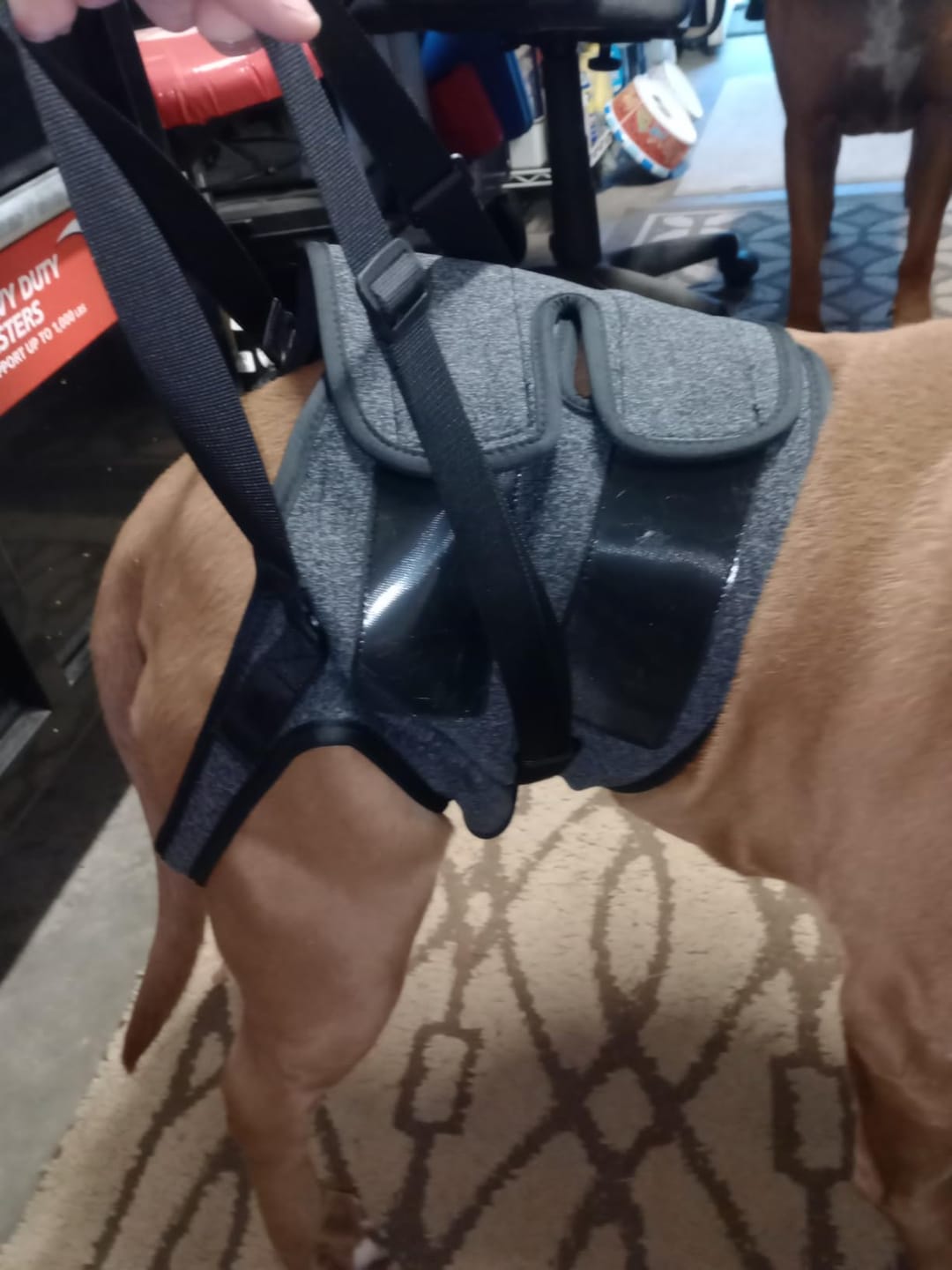 Customer photo review of Ezvara™SteadyStep Harness