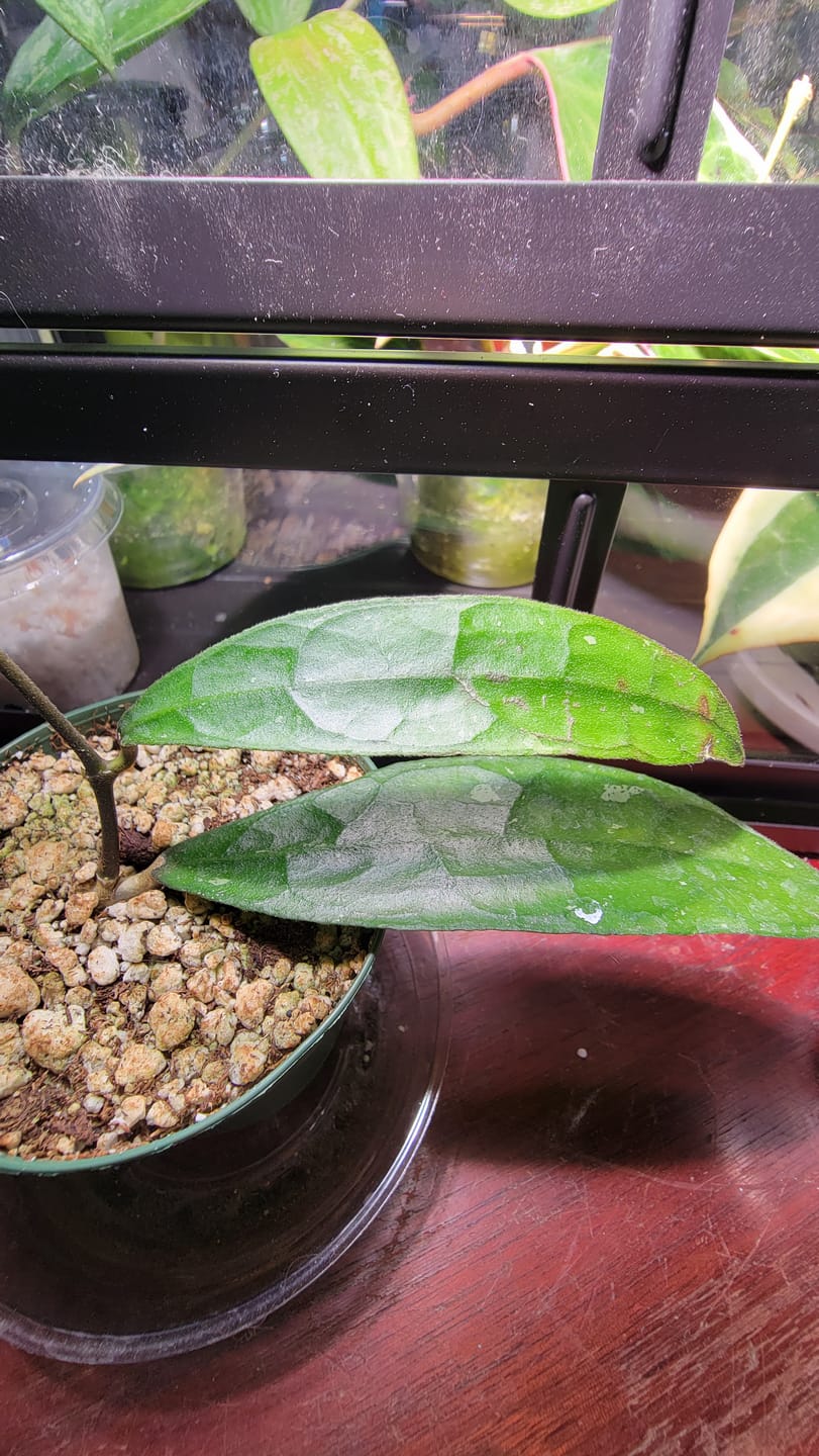 Customer photo review of Hoya clemensiorum