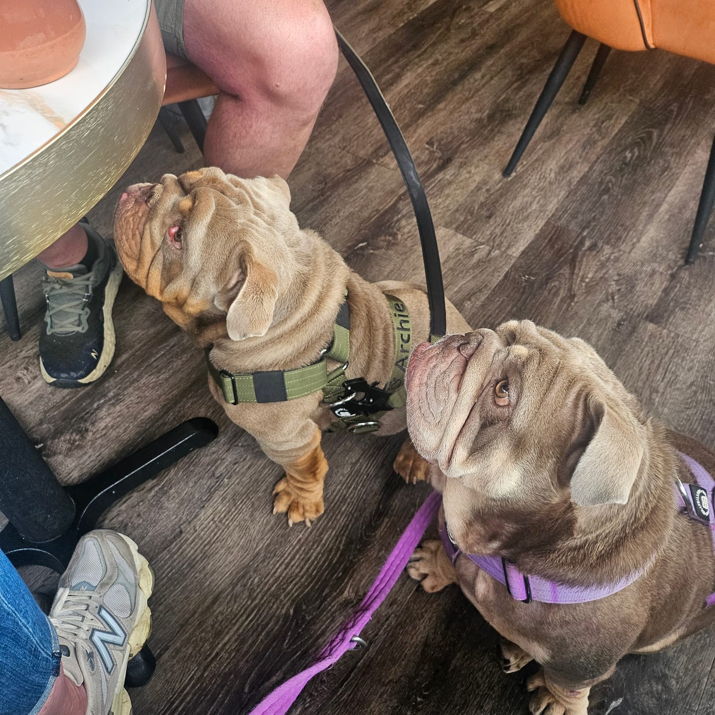 Customer photo review of Anti-Pull TRI-Harness® | Training Dog Harness for All Breeds - Khaki