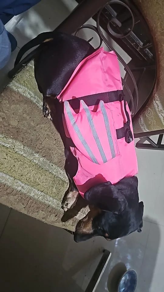 Customer photo review of AquaPawz™ Dog Life Jacket