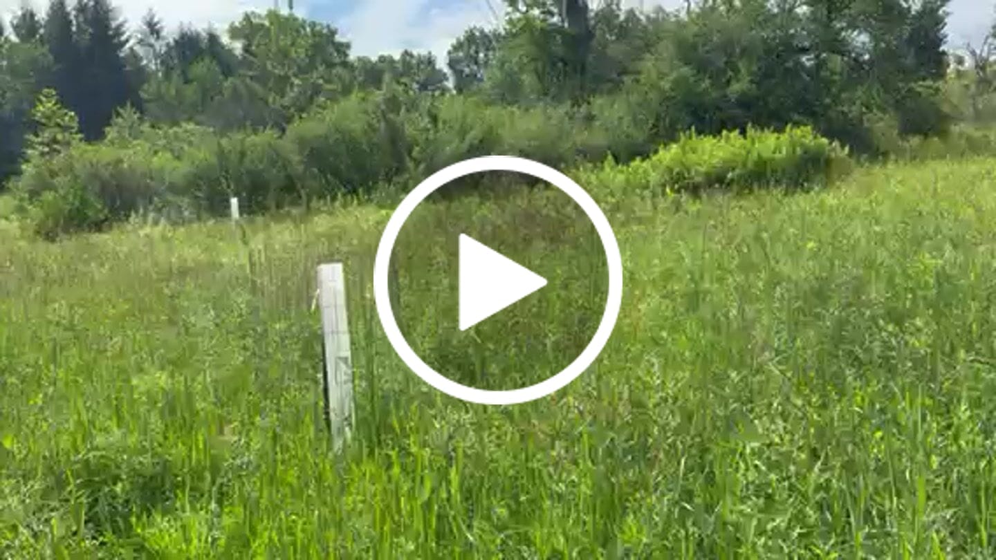 Customer video review of Nuttall Oak