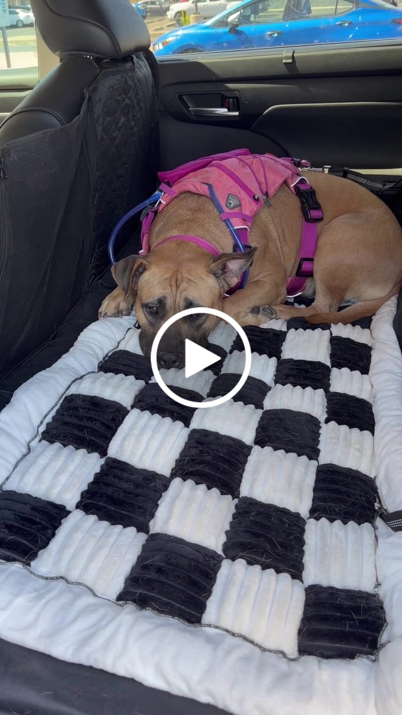 Customer video review of Plush Backseat Dog Bed (Made For The Hard Bottom Car Seat Cover)
