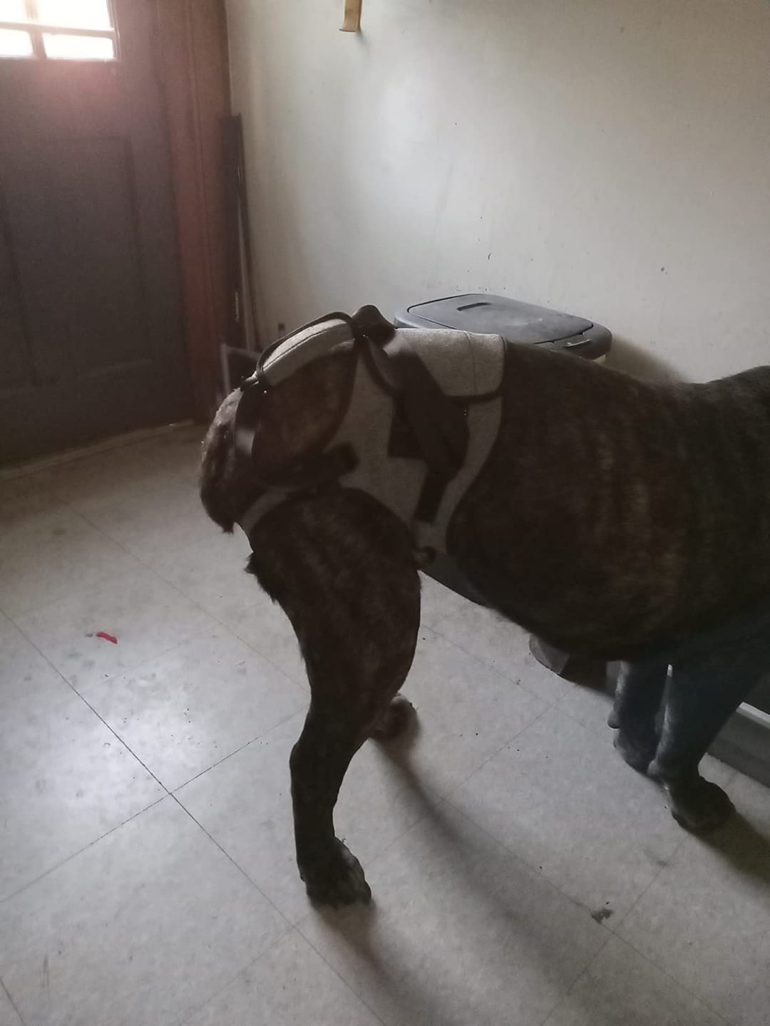 Customer photo review of Ezvara™SteadyStep Harness