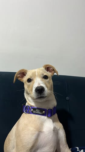 Customer photo review of Collar Remachado Básico (Perro)